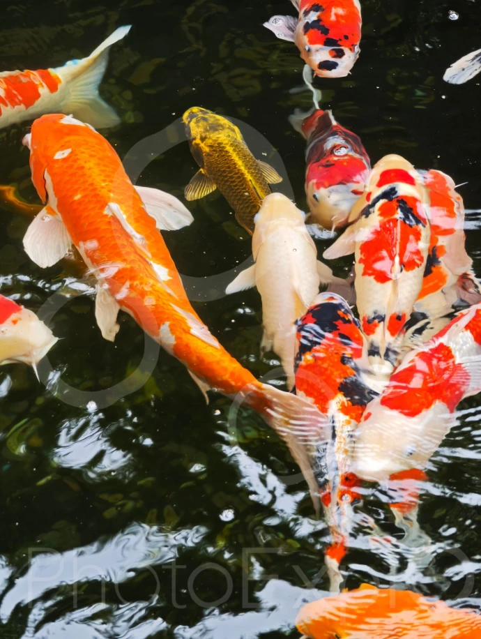 La Koi dorée d'Asakusa
